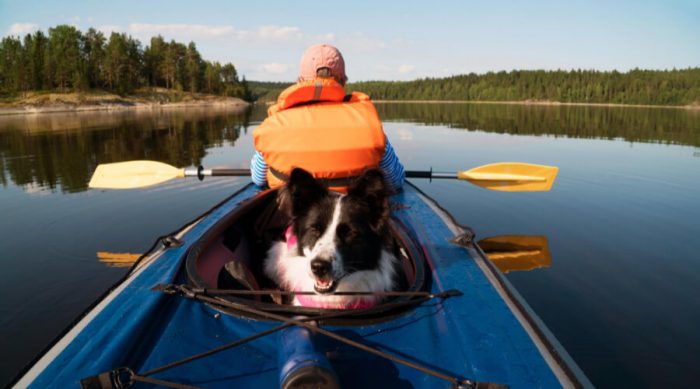 Safety Tips For Kayaking With Your Dog